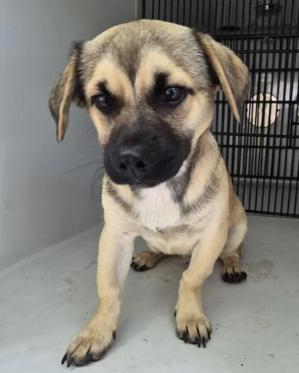 A young small-sized male Terrier dog named Pen  Yodel for adoption in Lawrenceville, GA