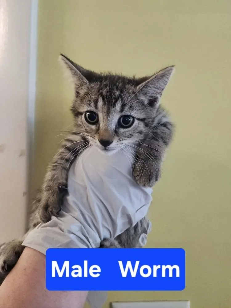A baby medium-sized male Black & White / Tuxedo Domestic Short Hair cat named Worm for adoption in Evansville, IN