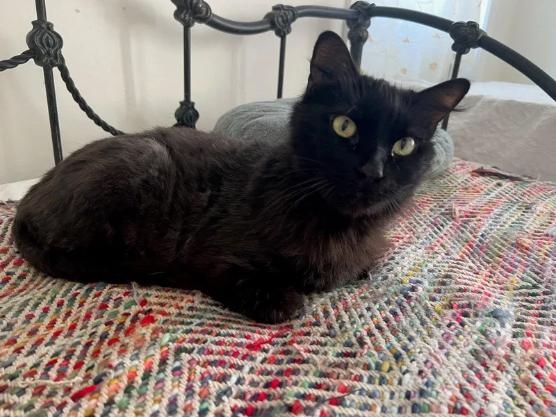 Midnight thumbnail 2