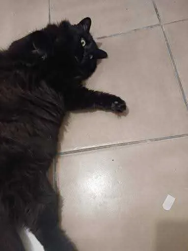 Midnight thumbnail 3