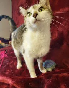 An adult medium-sized female Domestic Short Hair cat named Bella for adoption in Bucyrus, OH