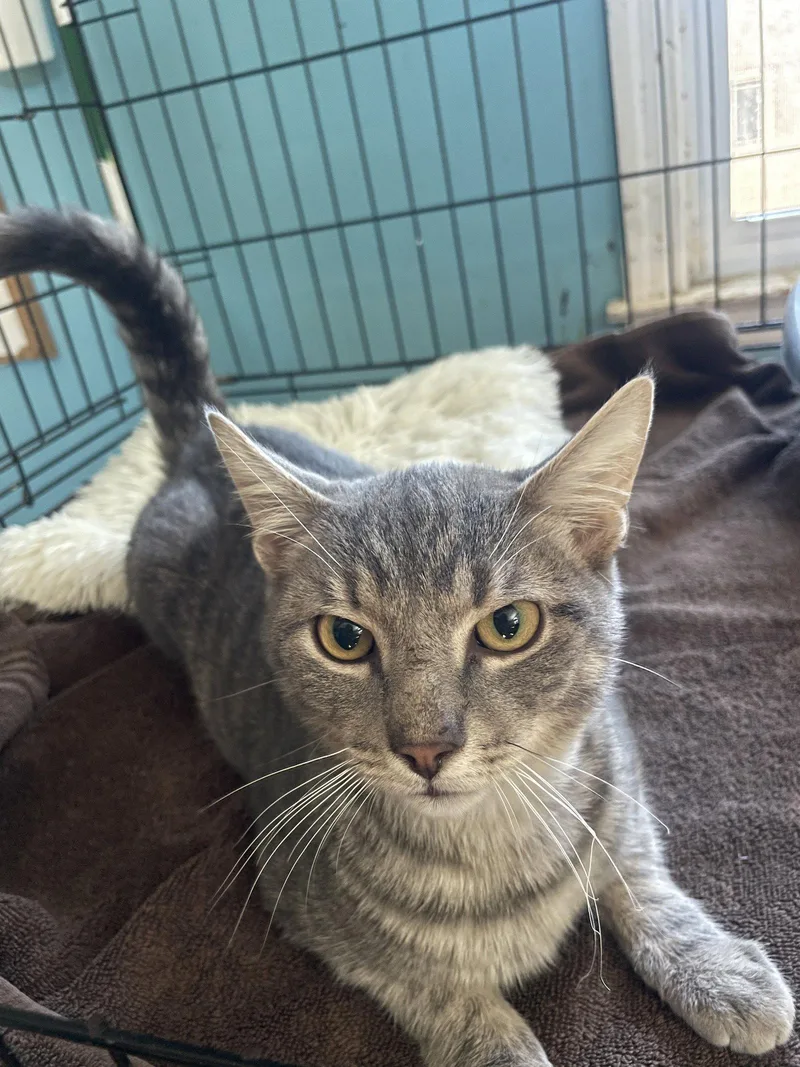 A baby medium-sized male Domestic Short Hair cat named Roger for adoption in Broomall, PA