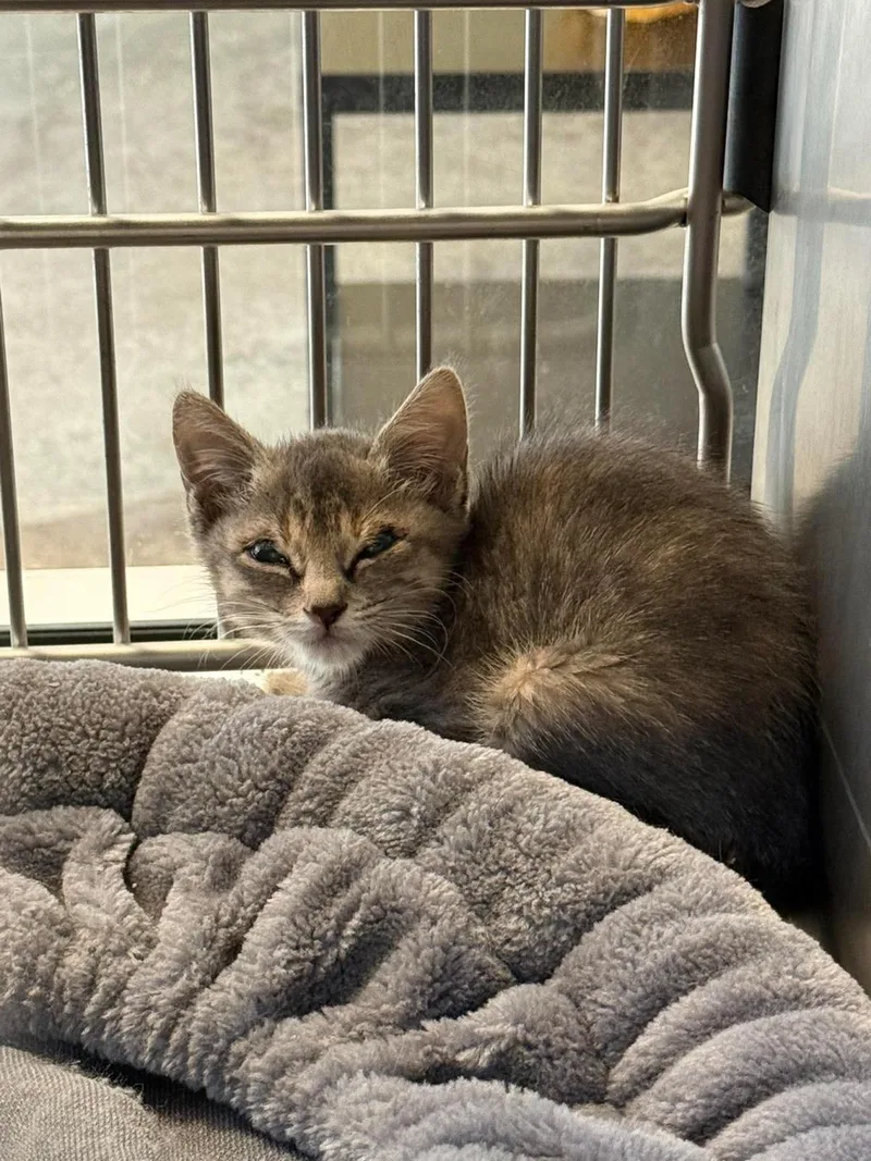 A baby small-sized female Domestic Short Hair cat named Found Stray: Corra for adoption in Rockwall, TX