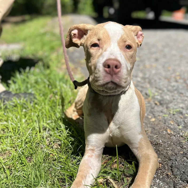 A baby large-sized male Golden Pit Bull Terrier dog named Wilson for adoption in Cedarburg, WI