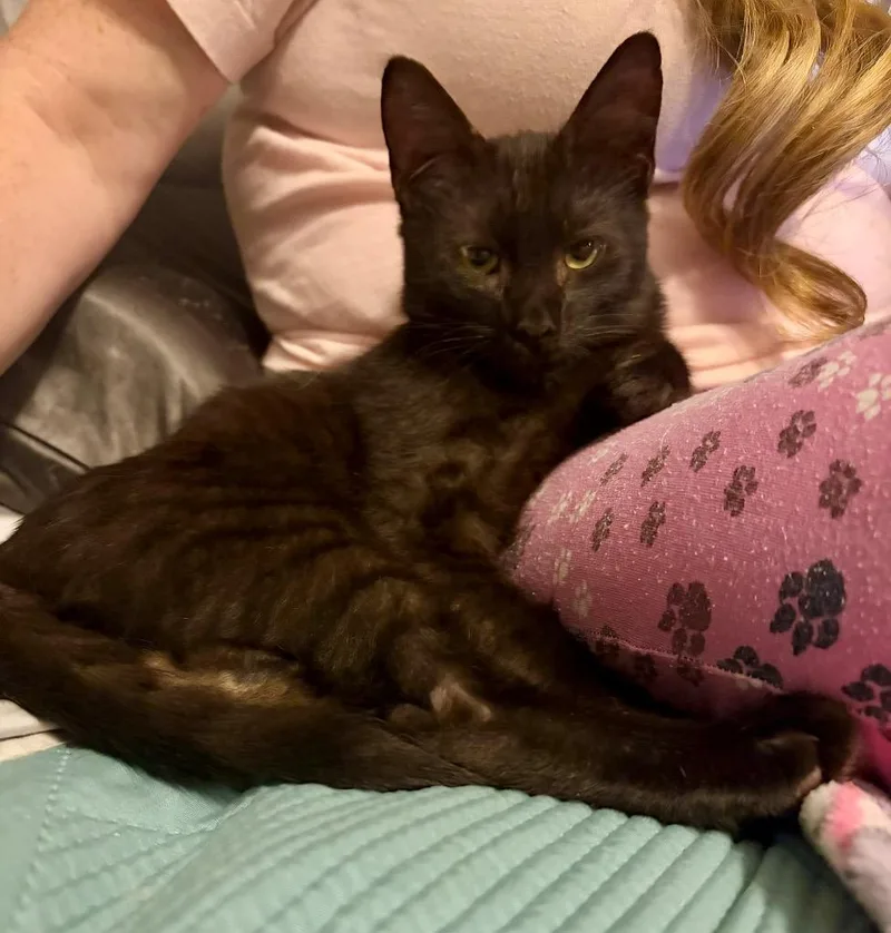 A baby small-sized male Domestic Short Hair cat named Chocolate Chip for adoption in Augusta, GA
