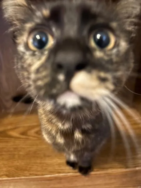 A baby small-sized female Domestic Short Hair cat named Hudson for adoption in Gig Harbor, WA