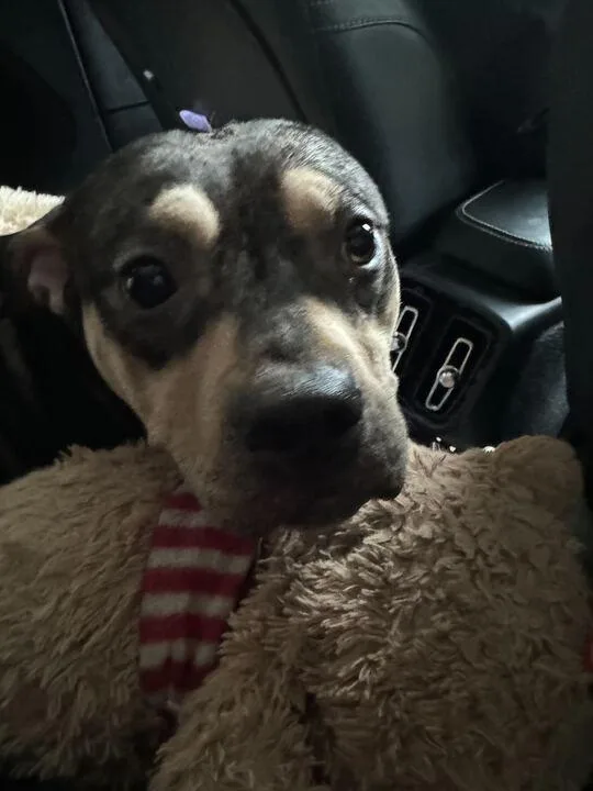 A young medium-sized female Brown / Chocolate Mixed Breed dog named Minnie for adoption in New York, NY