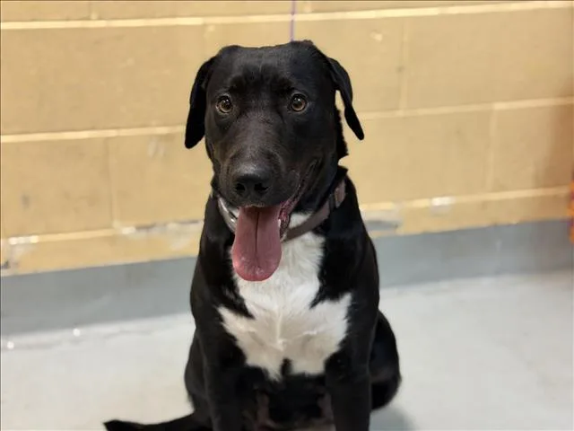 A young large-sized female Labrador Retriever dog named Baby Girl for adoption in Tulsa, OK