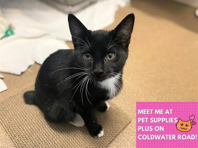 A baby small-sized female Domestic Short Hair cat named Truffle for adoption in Fort Wayne, IN