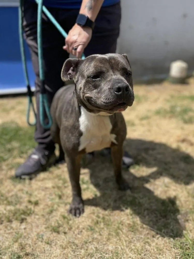 An adult medium-sized female Gray / Blue / Silver Staffordshire Bull Terrier dog named Ida for adoption in Brewster , NY