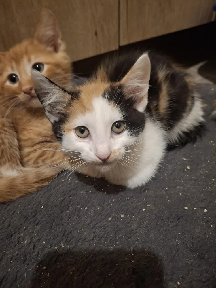 A baby small-sized female Domestic Short Hair cat named Sally S. for adoption in Peoria, IL