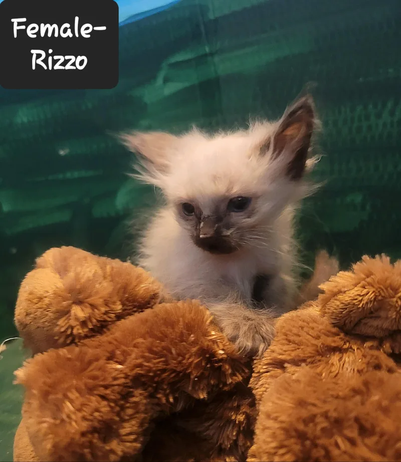 A baby small-sized female Siamese cat named Rizzo for adoption in Heyburn, ID