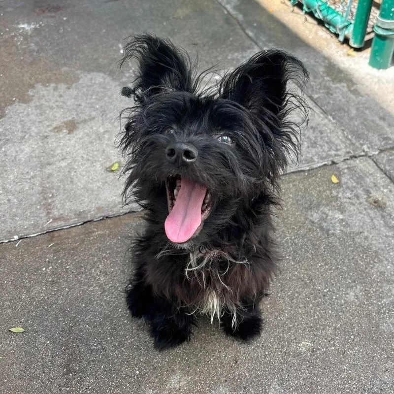A baby small-sized male Skye Terrier dog named Hairold for adoption in Los Angeles, CA