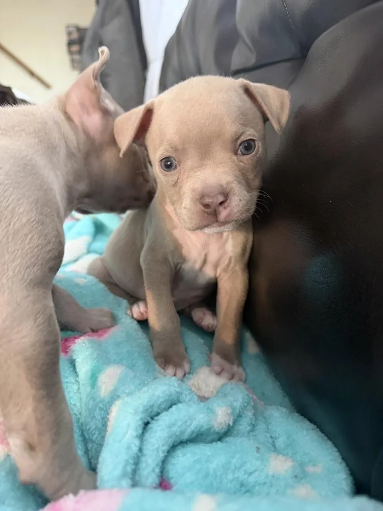 A baby medium-sized female White / Cream Mixed Breed dog named Biscuit for adoption in Clinton Township, MI