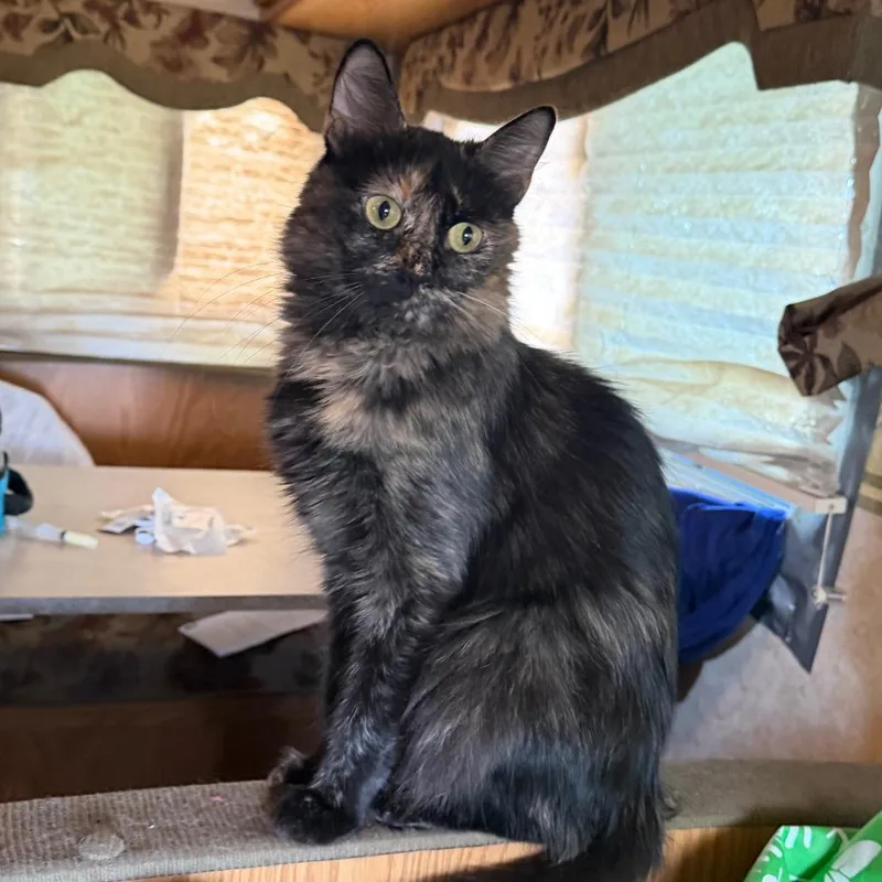 An adult medium-sized female Tortoiseshell Maine Coon cat named Pudgy for adoption in Midland, TX