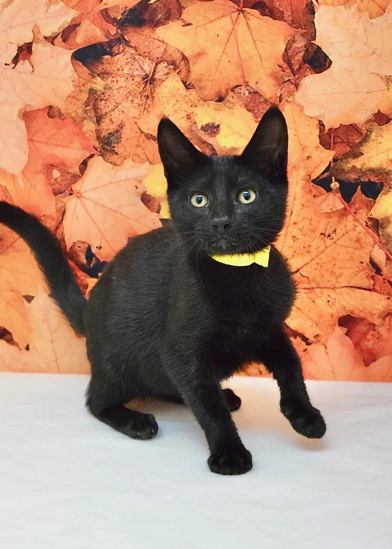 A baby medium-sized female Domestic Short Hair cat named Magnolia for adoption in Dublin, CA