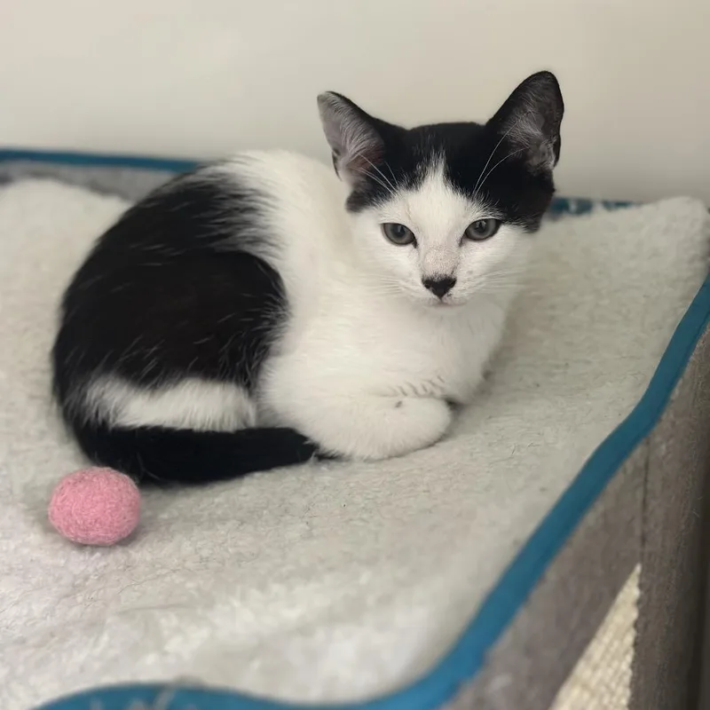 A baby small-sized male Black Domestic Short Hair cat named Scottie for adoption in Los Angeles, CA