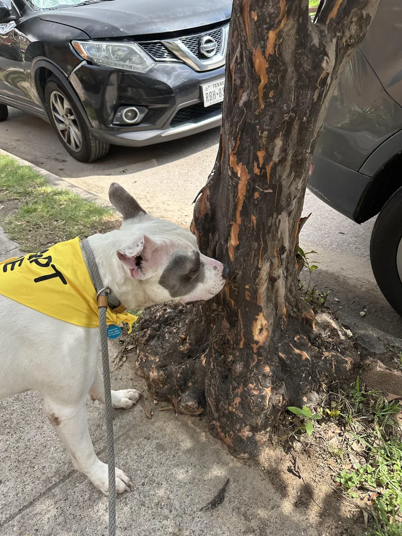 An adult medium-sized male Bicolor American Staffordshire Terrier dog named Rocket Man for adoption in Houston, TX