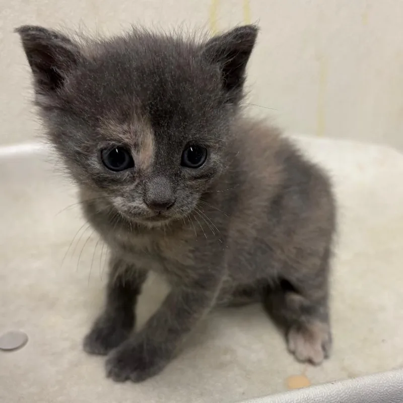 A baby small-sized female Tortoiseshell Domestic Short Hair cat named Heather for adoption in San Gabriel, CA