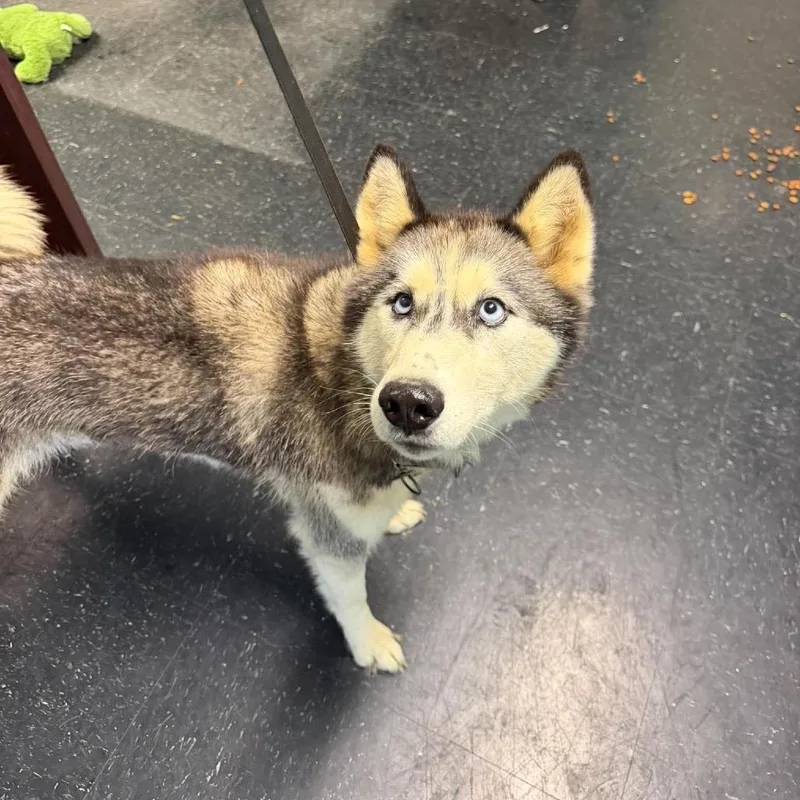 A senior medium-sized female Husky dog named Bailey for adoption in Shinnston, WV
