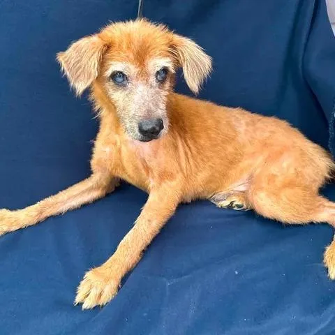 A senior medium-sized male Brown / Chocolate Terrier dog named Pup Pup for adoption in Beaumont, TX