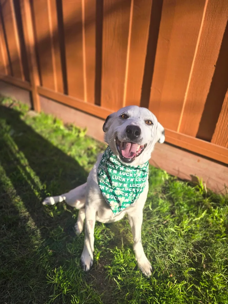 A young medium-sized male White / Cream Australian Cattle Dog / Blue Heeler dog named Charlie for adoption in tracy, CA