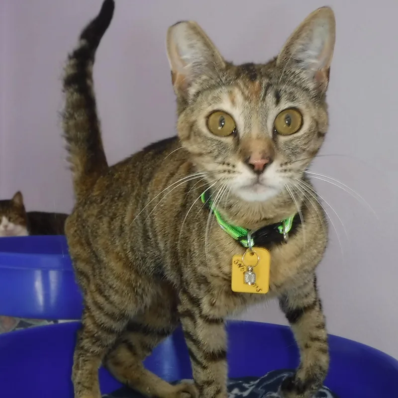 An adult medium-sized female Torbie cat named Princess Sweet And for adoption in Hoquiam, WA