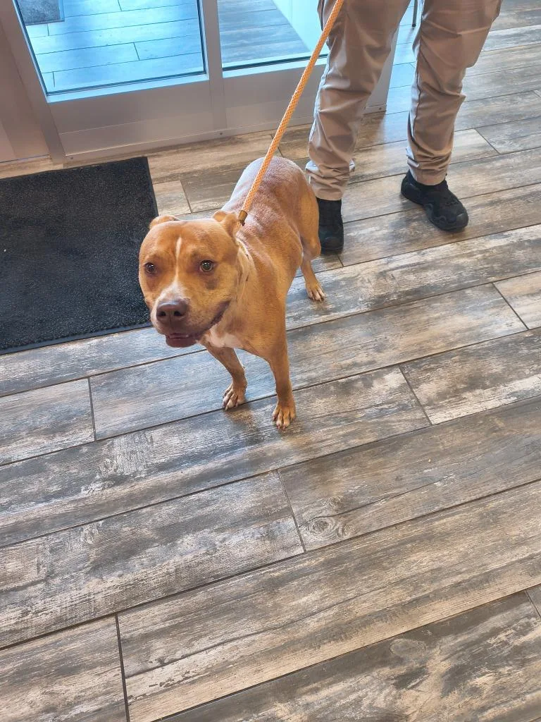 A young large-sized male Pit Bull Terrier dog named Archer Yrly for adoption in Sidney, OH