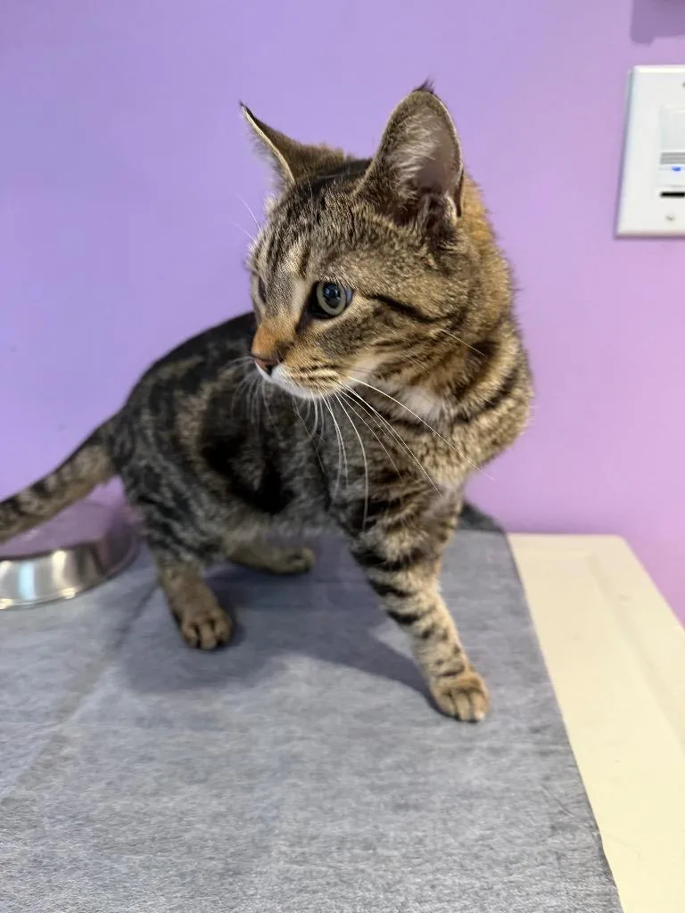 An adult small-sized female Domestic Short Hair cat named Katie for adoption in Cambridge, MD