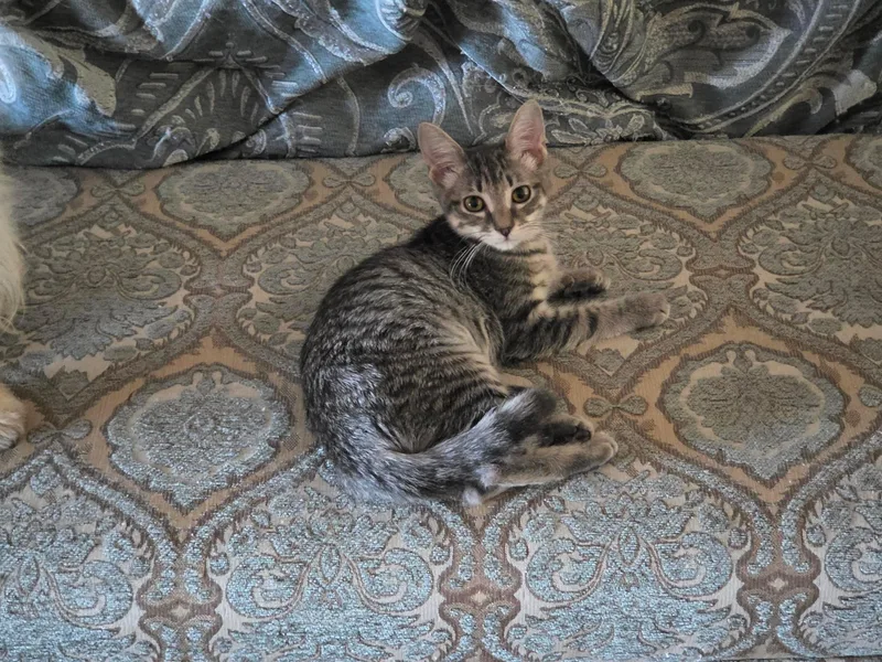 A young small-sized female Domestic Short Hair cat named Doodlebug for adoption in Mansfield, TX