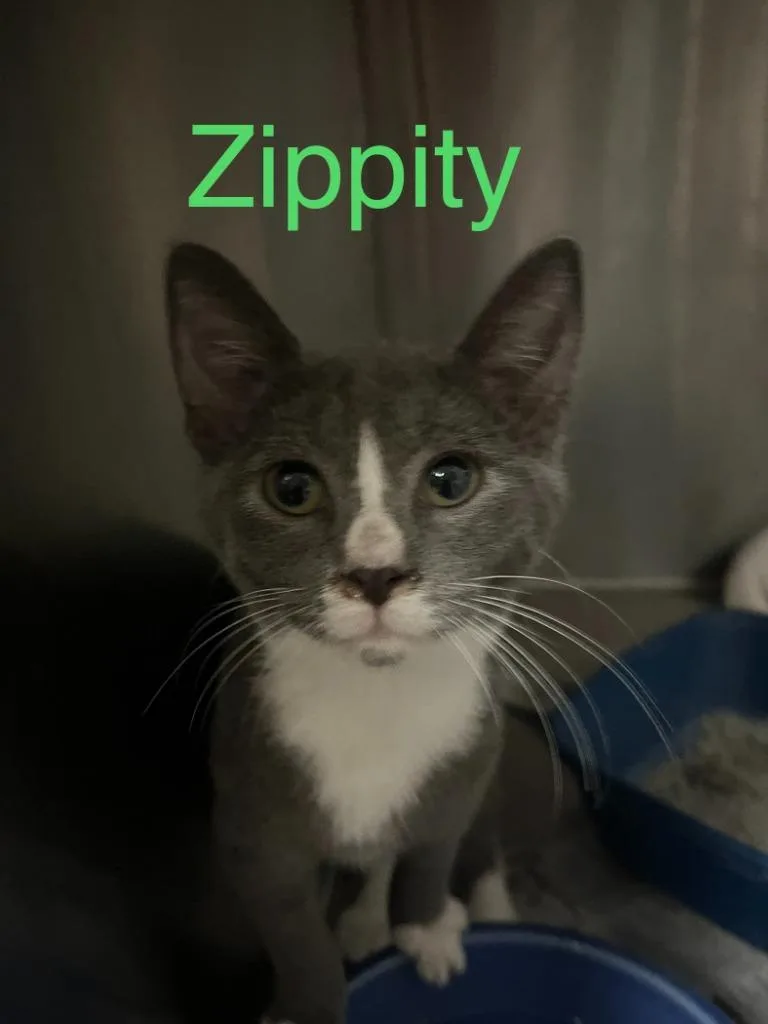 A baby small-sized female Domestic Short Hair cat named Zippity for adoption in Princeton, IN