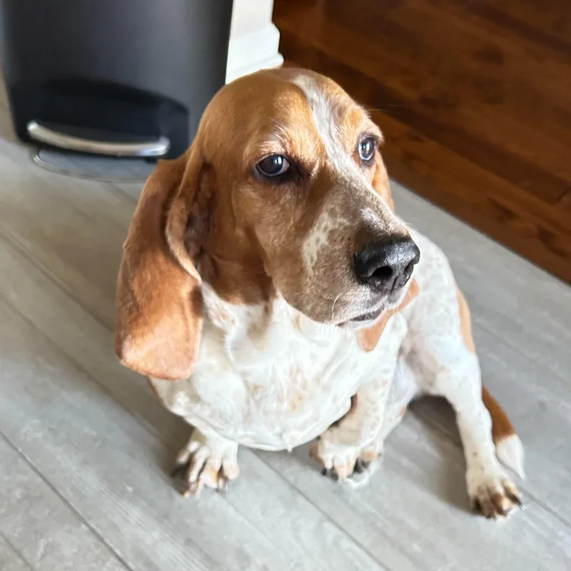 An adult medium-sized female Basset Hound dog named Ellie for adoption in Knoxville, TN