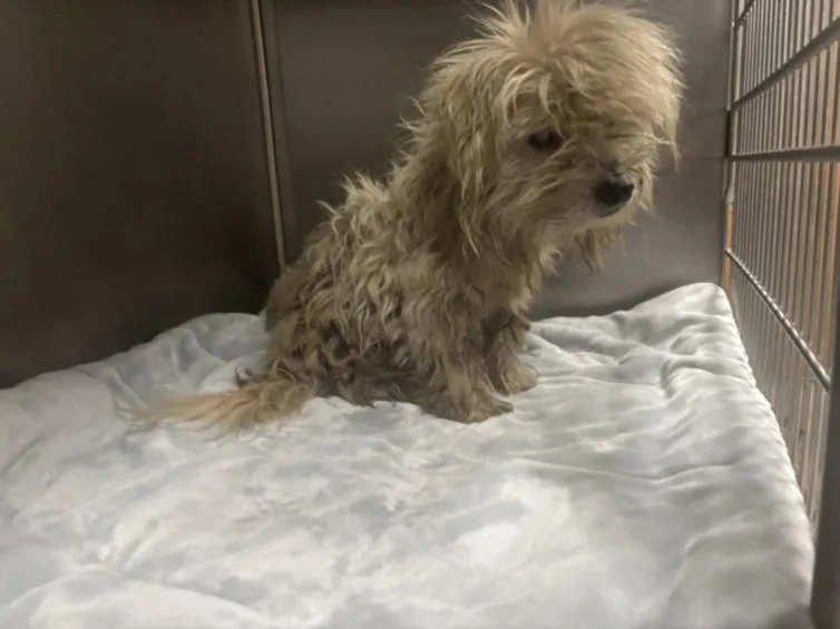 An adult medium-sized male Norwich Terrier dog named Whiskey for adoption in San Pedro, CA