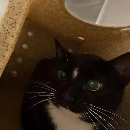 An adult medium-sized male Black Domestic Short Hair cat named Fable for adoption in Asheville, NC