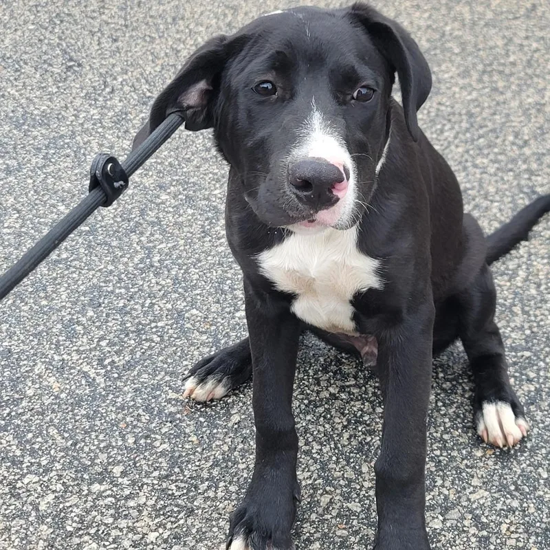 An adult medium-sized male Black Boxer dog named Kurt for adoption in Smithfield, NC