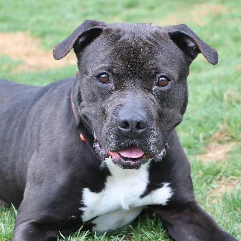 An adult large-sized male Black Mixed Breed dog named Alfonso for adoption in Allentown, PA