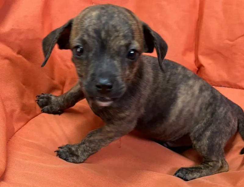 A baby medium-sized male Pit Bull Terrier dog named Simon for adoption in Swainsboro, GA
