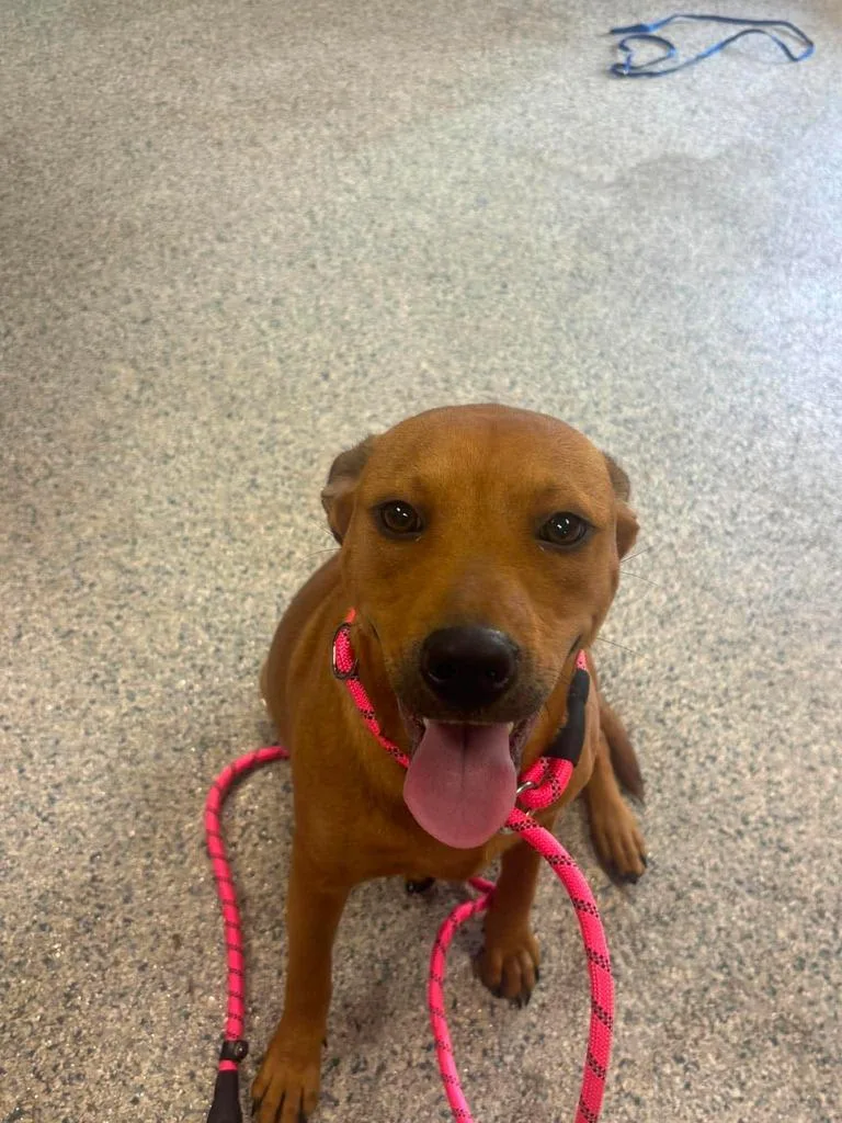 A young medium-sized female Hound dog named Kammie for adoption in Livingston, LA