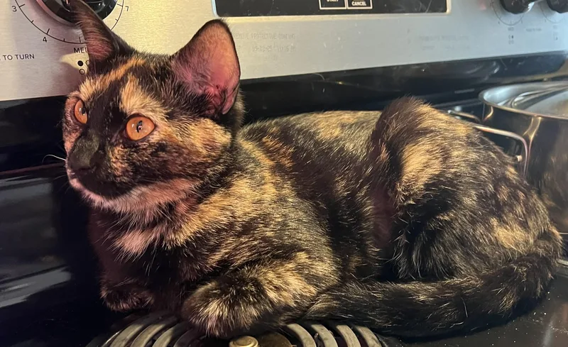 A baby small-sized female Tortoiseshell cat named Maxine for adoption in Beckley, WV
