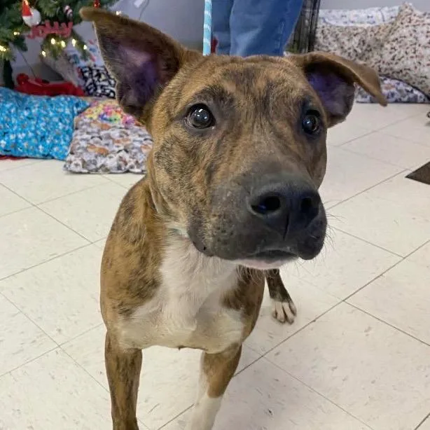 A young large-sized male Red / Chestnut / Orange Mastiff dog named Ambrister for adoption in Jacksonville, AR