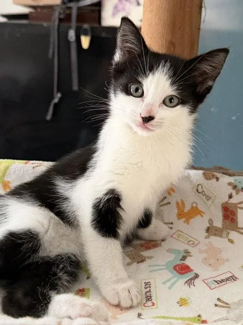 A baby medium-sized female Black & White / Tuxedo Domestic Short Hair cat named Oreo Ccc for adoption in San Luis Obispo, CA