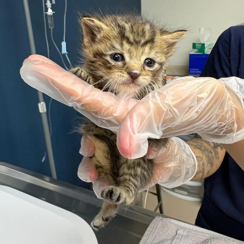 A baby small-sized male Brown / Chocolate Domestic Short Hair cat named Bloom for adoption in Newark, NJ