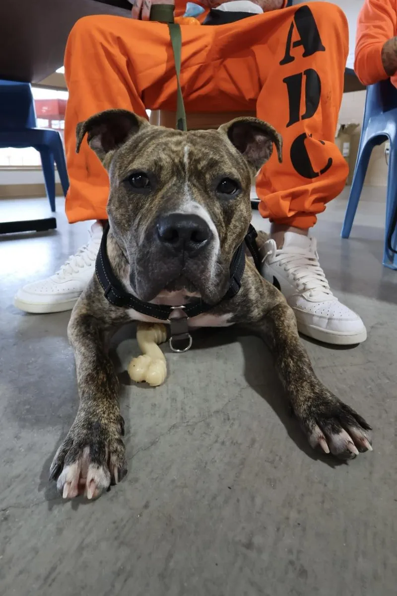 A young large-sized male Boxer dog named Kevin for adoption in Chandler, AZ
