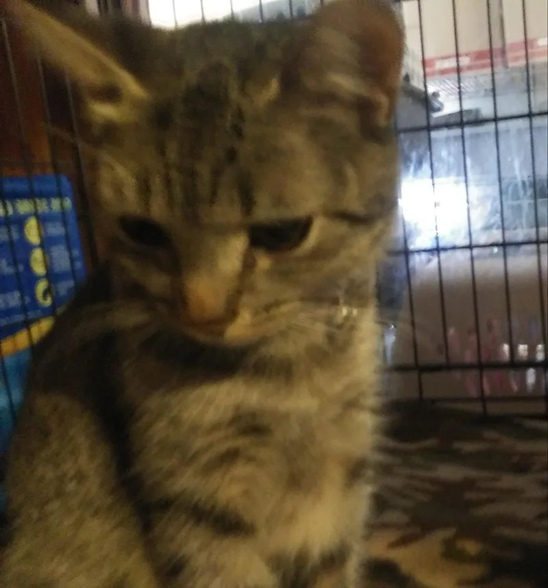 A young medium-sized female Tabby (Buff / Tan / Fawn) Domestic Short Hair cat named Layla for adoption in Port Wentworth, GA