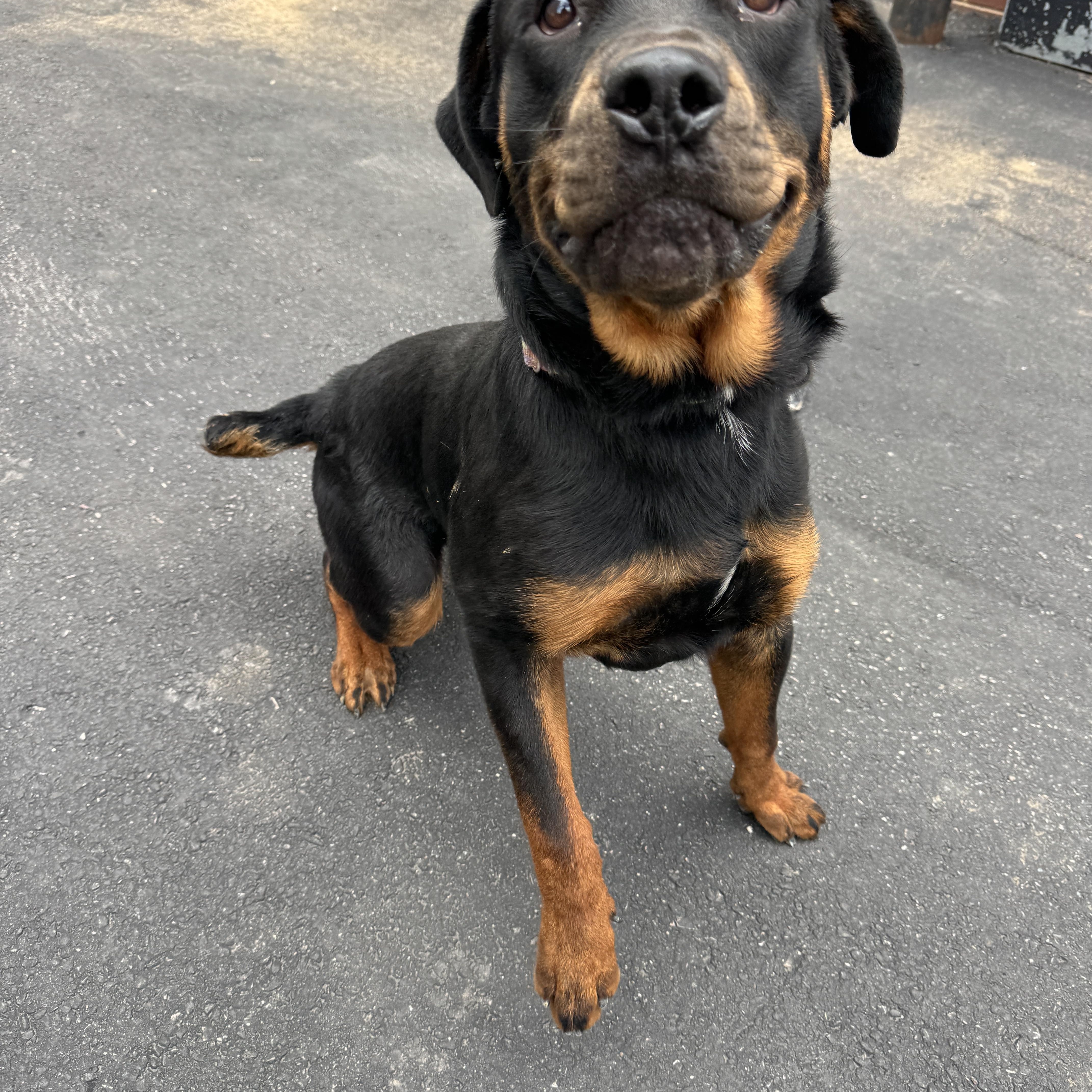 A young large-sized male Rottweiler dog named Phoenix for adoption in Philadelphia, PA