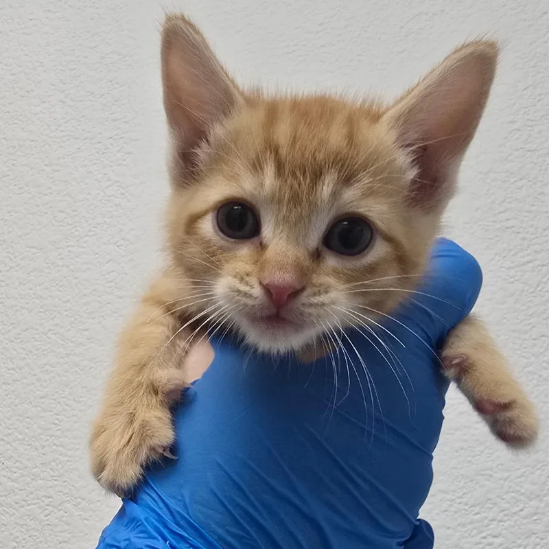 A baby small-sized male Orange / Red Domestic Short Hair cat named Marinara for adoption in Bullhead City, AZ