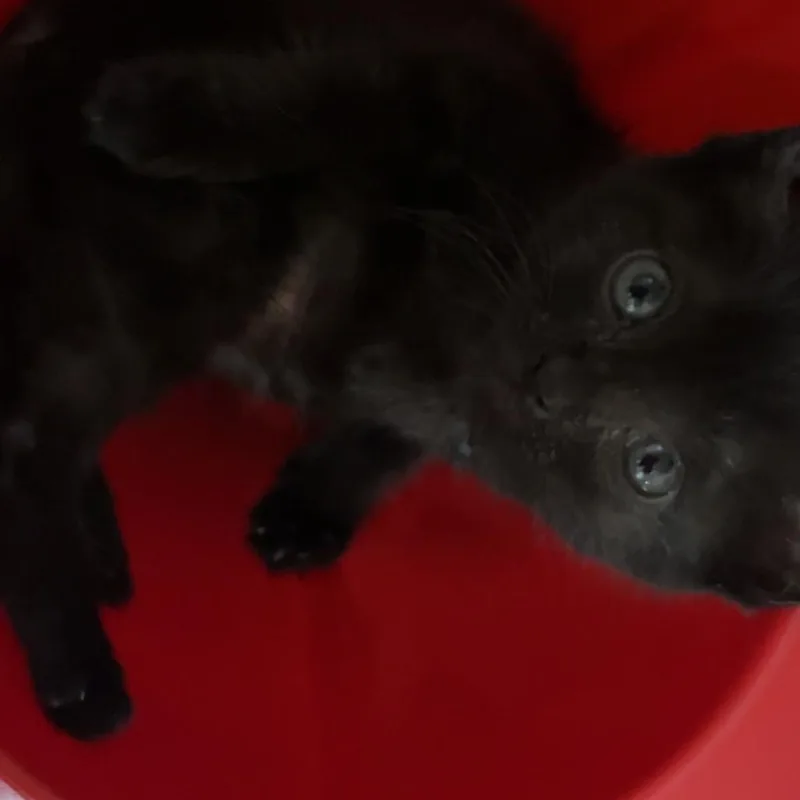 A baby small-sized female Black Domestic Short Hair cat named Lumiel for adoption in Duncan, OK