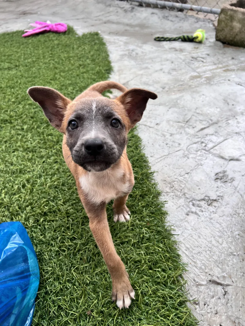 A baby medium-sized female Terrier dog named Fern for adoption in Tracy City , TN