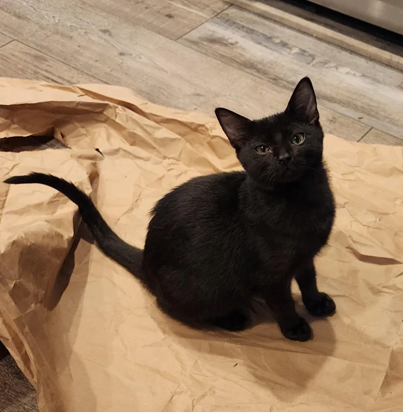 A young medium-sized female Black Domestic Short Hair cat named Tar for adoption in Houghton Lake, MI