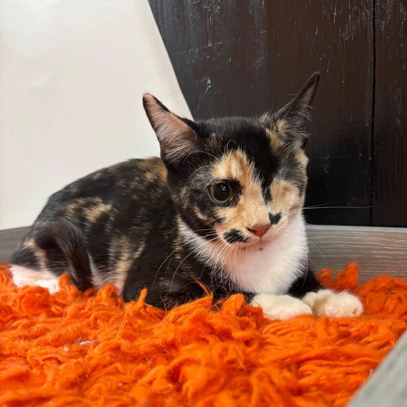 A baby medium-sized female Calico cat named Jazz at Fat Cat for adoption in Tallahassee, FL